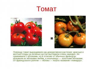 Томат Повсюду томат выращивали как декоративное растение: красные и желтые плоды