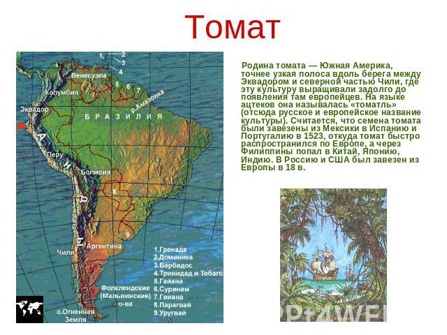 Томат Родина томата — Южная Америка, точнее узкая полоса вдоль берега между Эквадором и северной частью Чили, где эту культуру выращивали задолго до появления там европейцев. На языке ацтеков она называлась «томатль» (отсюда русское и европейское на…
