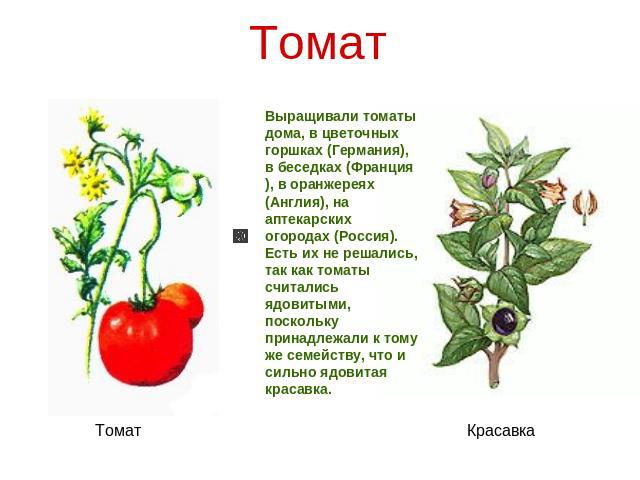 Томат Выращивали томаты дома, в цветочных горшках (Германия), в беседках (Франция), в оранжереях (Англия), на аптекарских огородах (Россия). Есть их не решались, так как томаты считались ядовитыми, поскольку принадлежали к тому же семейству, что и с…