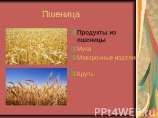 Пшеница Продукты из пшеницыМука Макаронные изделия Крупы