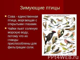 Зимующие птицы Сова - единственная птица, моргающая с открытыми глазами. Чайки п