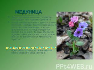 МЕДУНИЦА Какое растение называют «цветок-светофор» или «цветок-букетик»? Когда о