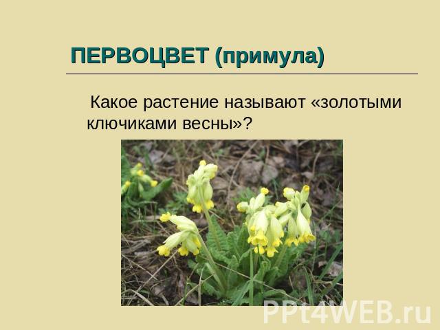 ПЕРВОЦВЕТ (примула) Какое растение называют «золотыми ключиками весны»?