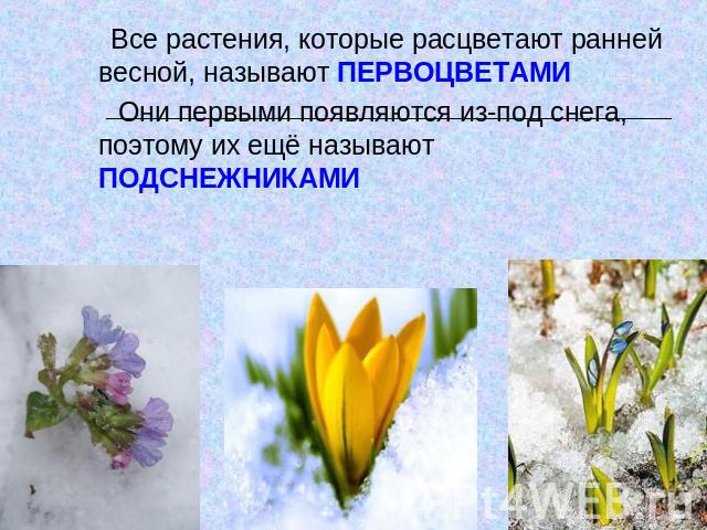 Все растения, которые расцветают ранней весной, называют ПЕРВОЦВЕТАМИ Они первыми появляются из-под снега, поэтому их ещё называют ПОДСНЕЖНИКАМИ