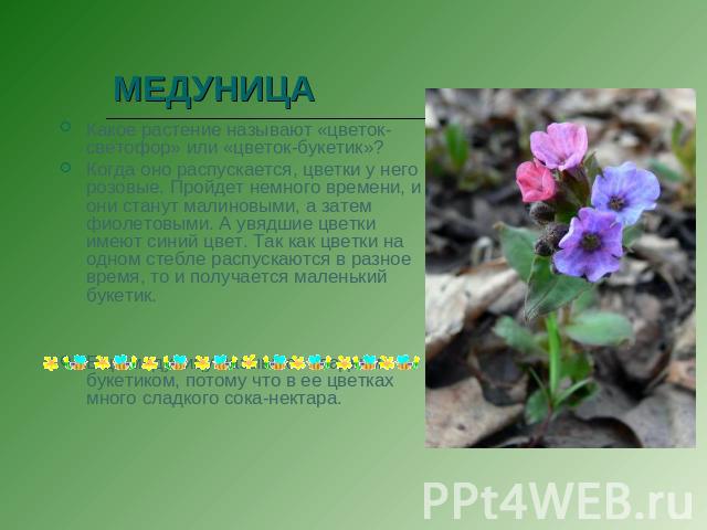 МЕДУНИЦА Какое растение называют «цветок-светофор» или «цветок-букетик»? Когда оно распускается, цветки у него розовые. Пройдет немного времени, и они станут малиновыми, а затем фиолетовыми. А увядшие цветки имеют синий цвет. Так как цветки на одном…