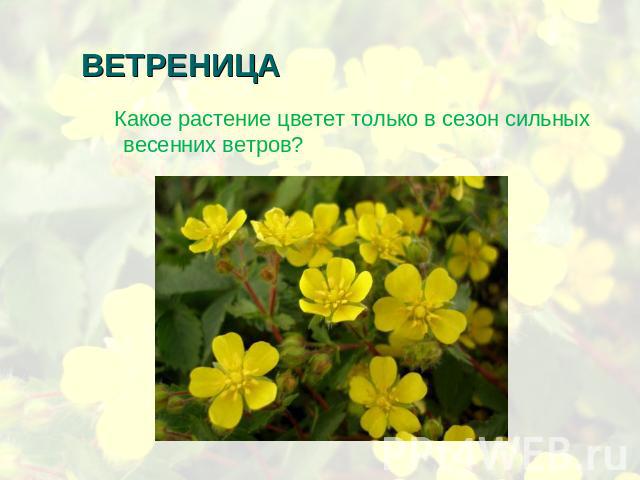 ВЕТРЕНИЦА Какое растение цветет только в сезон сильных весенних ветров?
