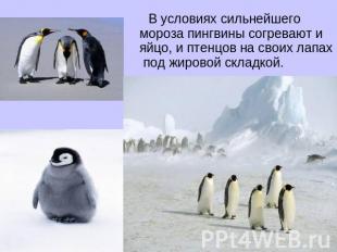 В условиях сильнейшего мороза пингвины согревают и яйцо, и птенцов на своих лапа