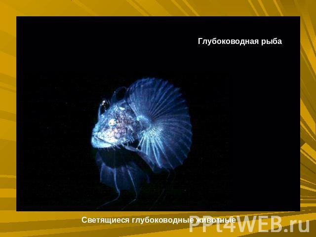 Глубоководная рыбаСветящиеся глубоководные животные