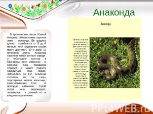 Анаконда В тропических лесах Южной Америки обитаетсамая крупная змея – анаконда.