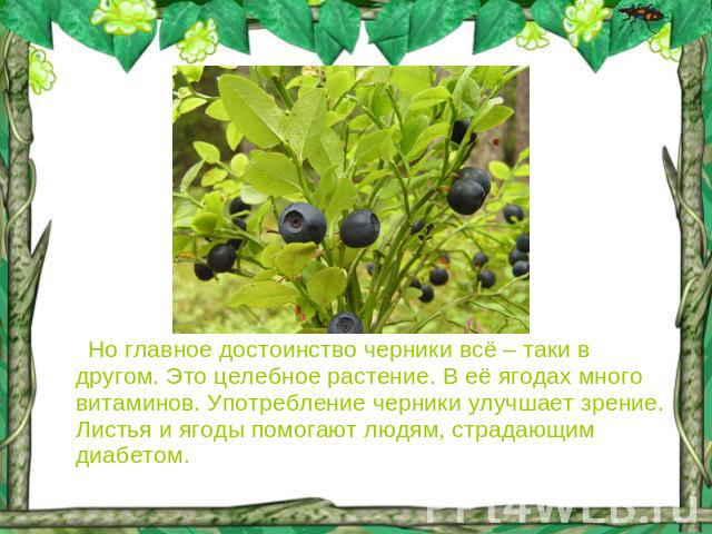 Но главное достоинство черники всё – таки в другом. Это целебное растение. В её ягодах много витаминов. Употребление черники улучшает зрение. Листья и ягоды помогают людям, страдающим диабетом.
