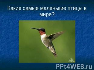 Какие самые маленькие птицы в мире?
