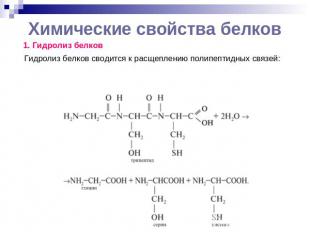 Химические свойства белков 1. Гидролиз белков Гидролиз белков сводится к расщепл