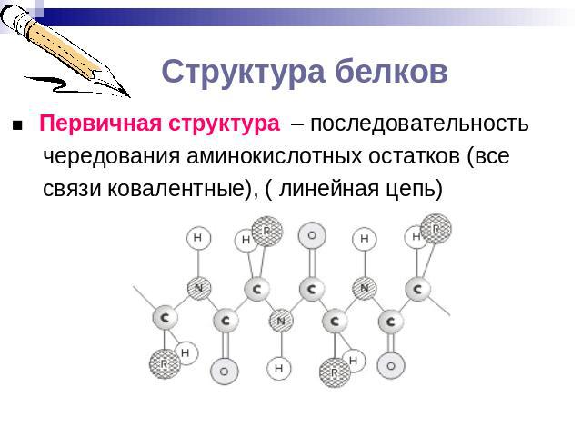 Структура белков ■ Первичная структура – последовательность чередования аминокислотных остатков (все связи ковалентные), ( линейная цепь)