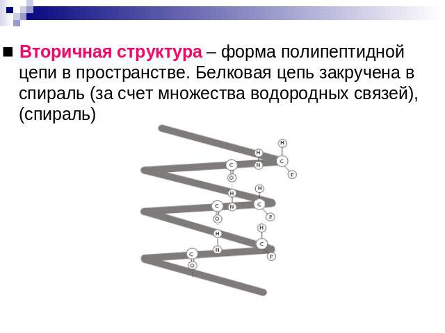 ■ Вторичная структура – форма полипептидной цепи в пространстве. Белковая цепь закручена в спираль (за счет множества водородных связей), (спираль)