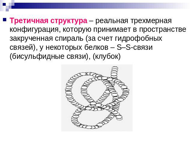 Третичная структура – реальная трехмерная конфигурация, которую принимает в пространстве закрученная спираль (за счет гидрофобных связей), у некоторых белков – S–S-связи (бисульфидные связи), (клубок)