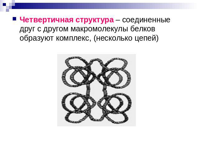 Четвертичная структура – соединенные друг с другом макромолекулы белков образуют комплекс, (несколько цепей)