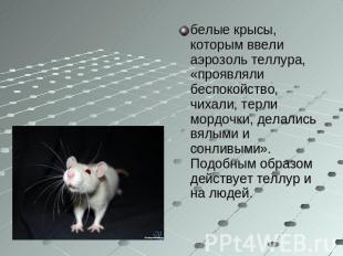 белые крысы, которым ввели аэрозоль теллура, «проявляли беспокойство, чихали, те