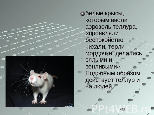 белые крысы, которым ввели аэрозоль теллура, «проявляли беспокойство, чихали, терли мордочки, делались вялыми и сонливыми». Подобным образом действует теллур и на людей.