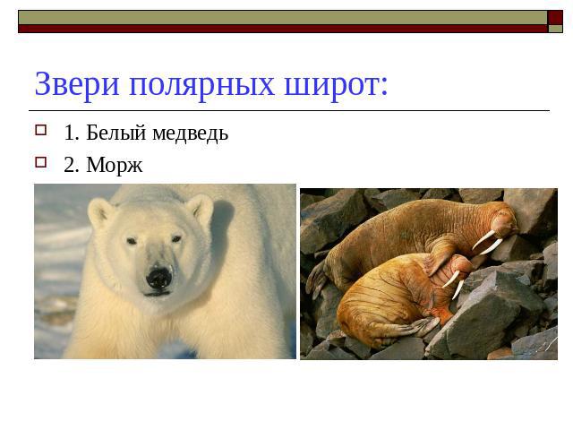 Звери полярных широт: 1. Белый медведь2. Морж