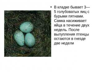 В кладке бывает 3—5 голубоватых яиц с бурыми пятнами. Самка насиживает яйца в те