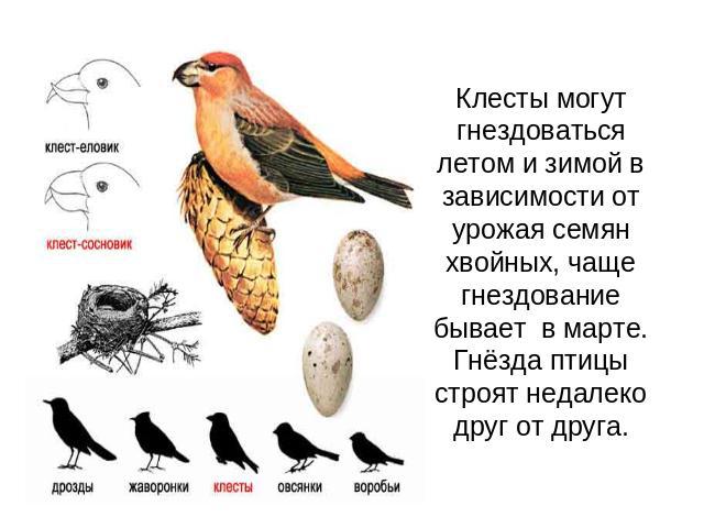 Клесты могут гнездоваться летом и зимой в зависимости от урожая семян хвойных, чаще гнездование бывает в марте. Гнёзда птицы строят недалеко друг от друга.