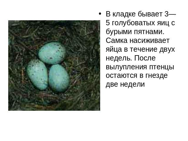 В кладке бывает 3—5 голубоватых яиц с бурыми пятнами. Самка насиживает яйца в течение двух недель. После вылупления птенцы остаются в гнезде две недели