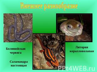 Внешнее разнообразиеБоливийская червягаСаламандра настоящаяЛитория коралловолапа