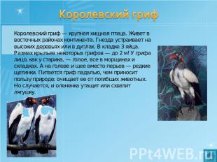 Королевский гриф Королевский гриф — крупная хищная птица. Живет в восточных райо