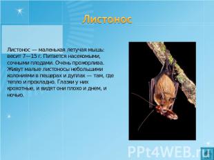 Листонос Листонос — маленькая летучая мышь: весит 7—15 г. Питается насекомыми, с