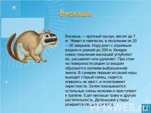 Вискаша Вискаша — крупный грызун, весом до 7 кг. Живет в пампасах, в поселении и