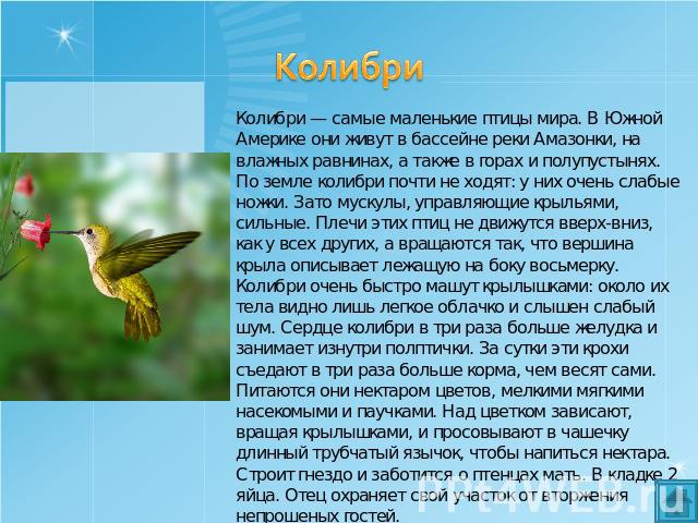 Колибри Колибри — самые маленькие птицы мира. В Южной Америке они живут в бассейне реки Амазонки, на влажных равнинах, а также в горах и полупустынях. По земле колибри почти не ходят: у них очень слабые ножки. Зато мускулы, управляющие крыльями, сил…
