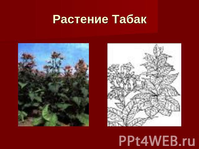 Растение Табак