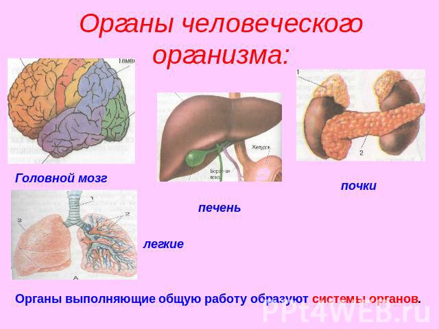 Органы человеческого организма: Головной мозгпеченьпочкилегкиеОрганы выполняющие общую работу образуют системы органов.