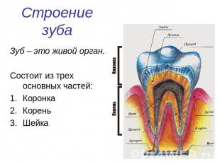 Строение зуба Зуб – это живой орган.Состоит из трех основных частей:КоронкаКорен