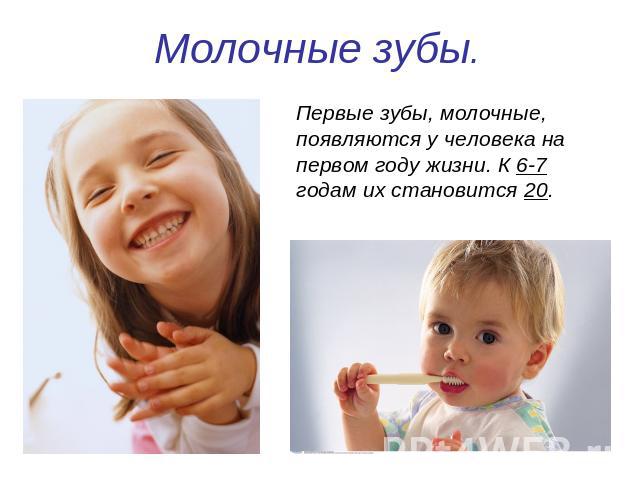 Молочные зубы. Первые зубы, молочные, появляются у человека на первом году жизни. К 6-7 годам их становится 20.