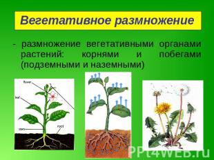 Вегетативное размножение - размножение вегетативными органами растений: корнями