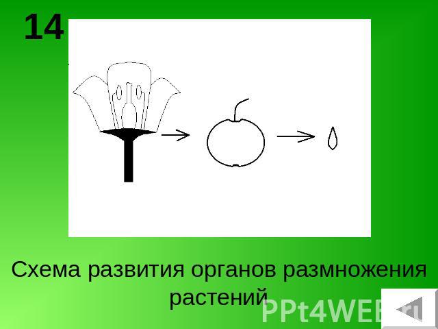 Схема развития органов размножения растений