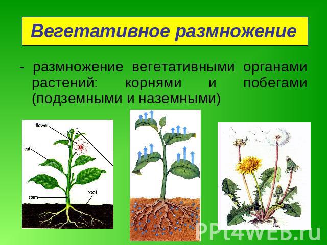 Вегетативное размножение - размножение вегетативными органами растений: корнями и побегами (подземными и наземными)