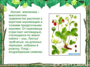 Лесная земляника – многолетнее травянистое растение с коротким корневищем и тонк