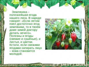 Земляника – полезнейшая ягода нашего леса. В народе говорят: «Если летом поел до