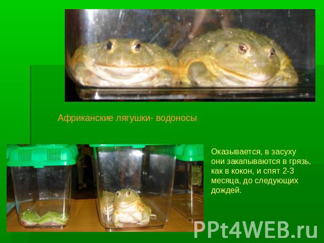 Африканские лягушки- водоносыОказывается, в засухуони закапываются в грязь, как в кокон, и спят 2-3 месяца, до следующих дождей.