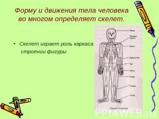 Форму и движения тела человека во многом определяет скелет. Скелет играет роль к