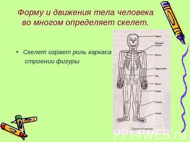 Форму и движения тела человека во многом определяет скелет. Скелет играет роль каркаса в строении фигуры