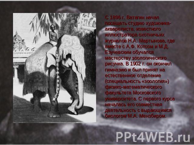 С 1896 г. Ватагин начал посещать студию художника-акварелиста, известного иллюстратора охотничьих журналов Н.А. Мартынова, где вместе с А.Ф. Котсом и М.Д. Езучевским обучался мастерству зоологического рисунка. В 1902 г. он окончил гимназию и был при…