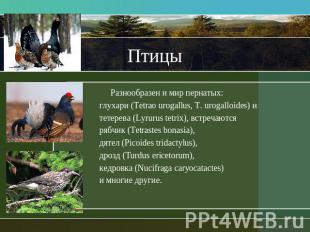 Птицы Разнообразен и мир пернатых:глухари (Tetrao urogallus, T. urogalloides) и