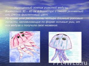 Уплощенный зонтик ушастой медузы достигает 30 – 40 см в диаметре и имеет розоват