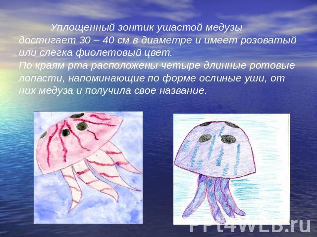 Уплощенный зонтик ушастой медузы достигает 30 – 40 см в диаметре и имеет розоватый или слегка фиолетовый цвет.По краям рта расположены четыре длинные ротовые лопасти, напоминающие по форме ослиные уши, от них медуза и получила свое название.