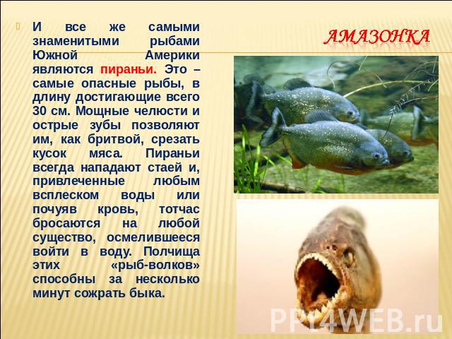 Амазонка И все же самыми знаменитыми рыбами Южной Америки являются пираньи. Это – самые опасные рыбы, в длину достигающие всего 30 см. Мощные челюсти и острые зубы позволяют им, как бритвой, срезать кусок мяса. Пираньи всегда нападают стаей и, привл…