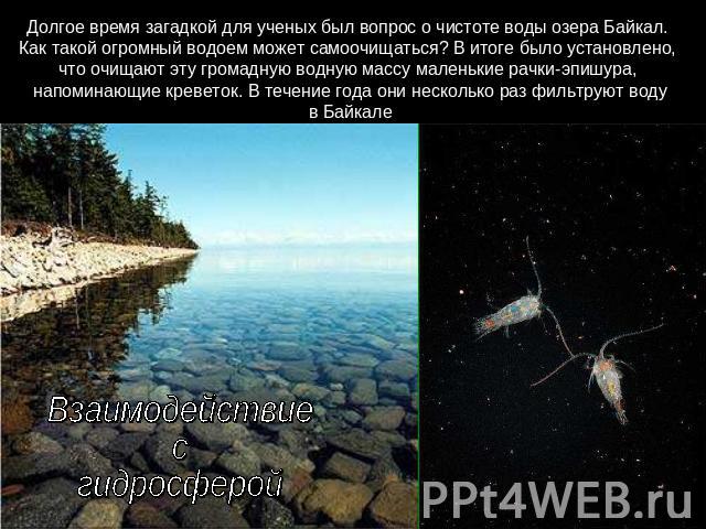 Долгое время загадкой для ученых был вопрос о чистоте воды озера Байкал. Как такой огромный водоем может самоочищаться? В итоге было установлено, что очищают эту громадную водную массу маленькие рачки-эпишура, напоминающие креветок. В течение года о…
