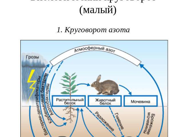 Глобальные круговороты в биосфереБиологический круговорот (малый)1. Круговорот азота